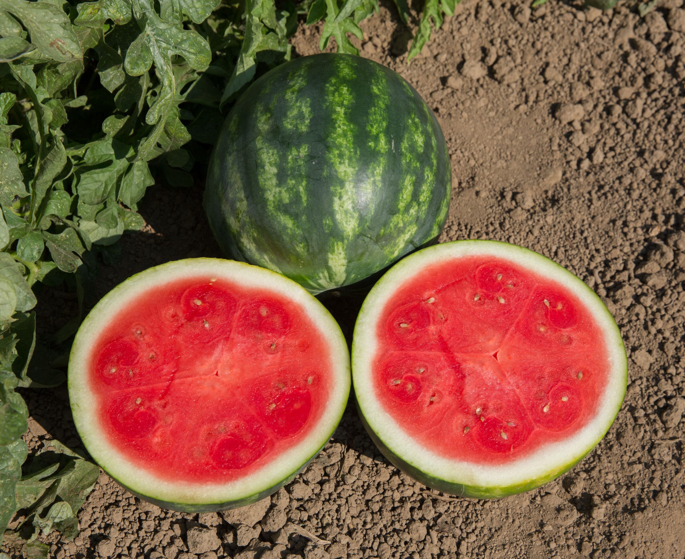 Serval Watermelon (Not Treated)