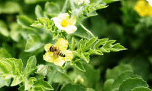 Sidekick Pollinator (Treated Seed)