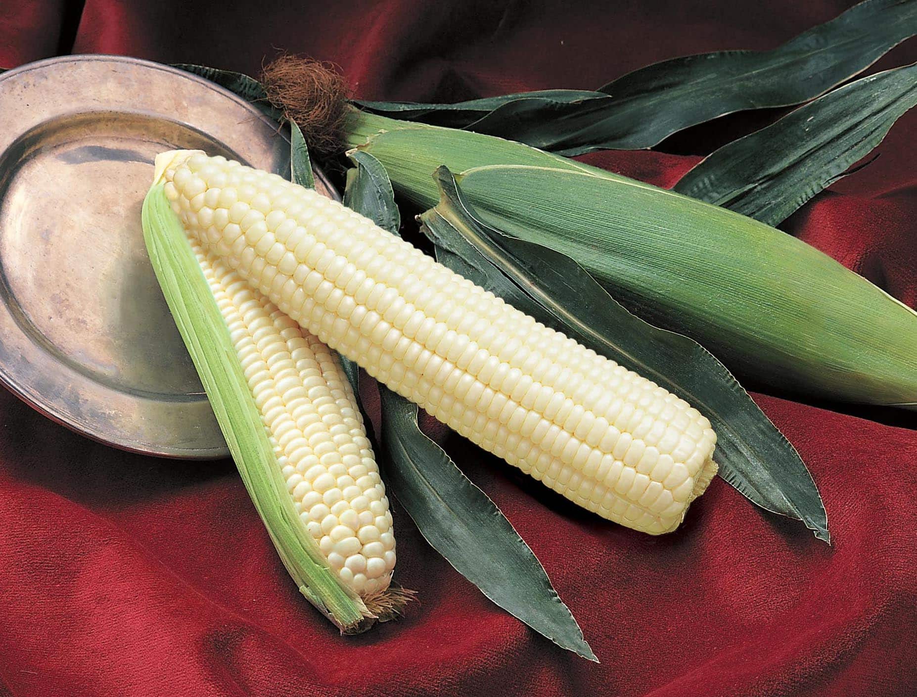 Silver Queen Sweet Corn (Cruiser Seed)