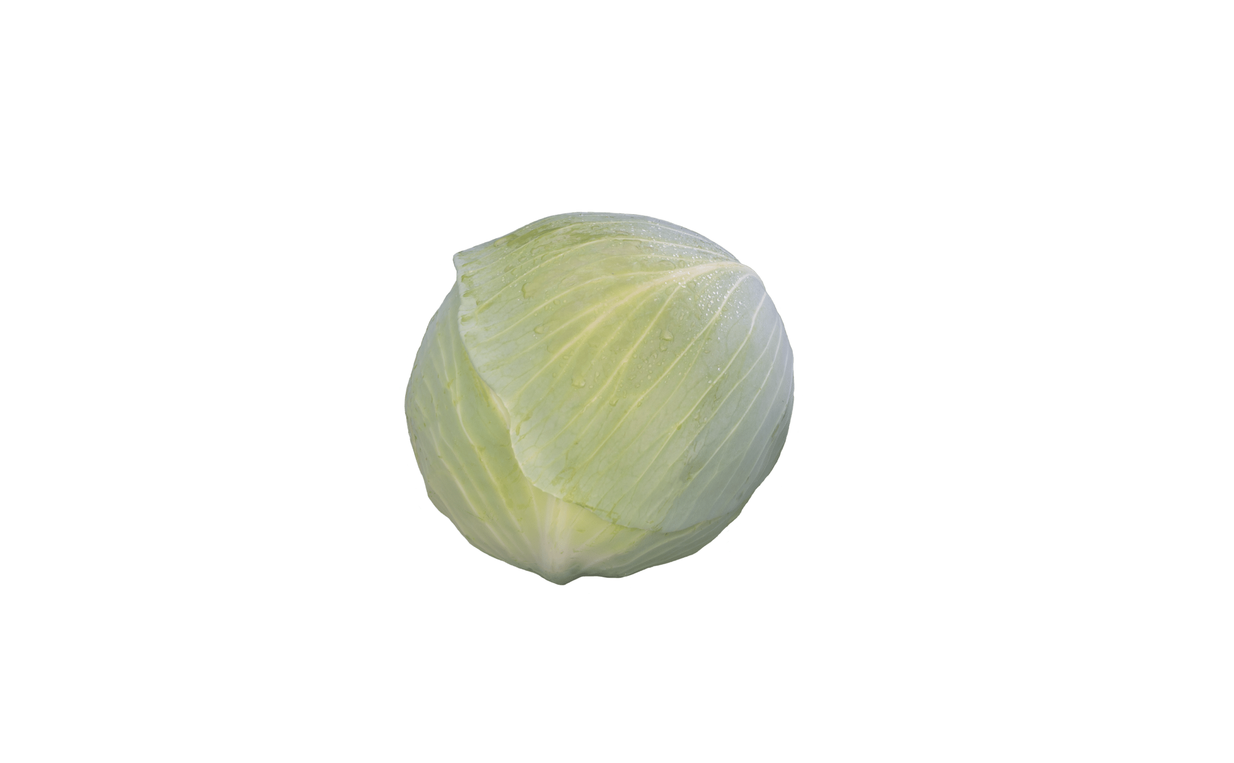 Sircon Cabbage (Treated Seed) - Image 2