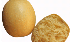 Small Wonder Squash (Not treated)