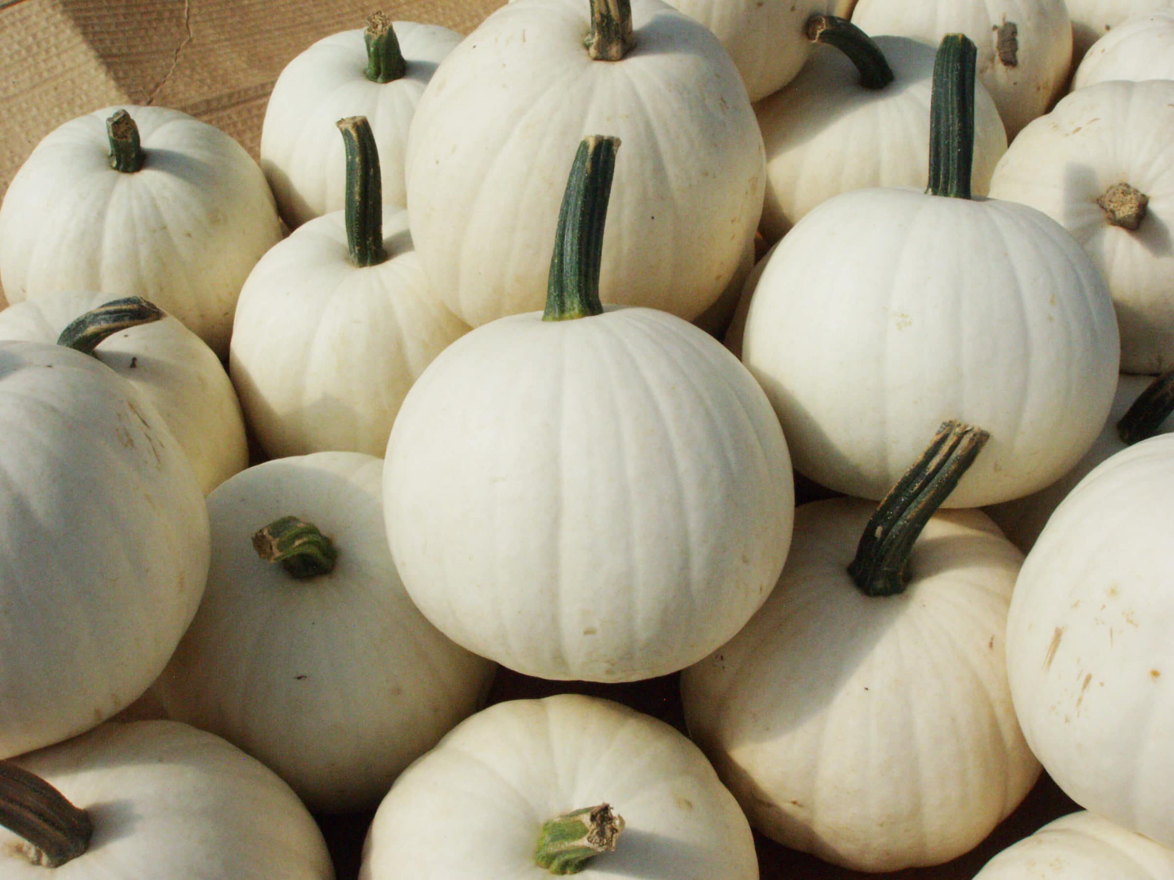 Snowball Pumpkin (Farmore)