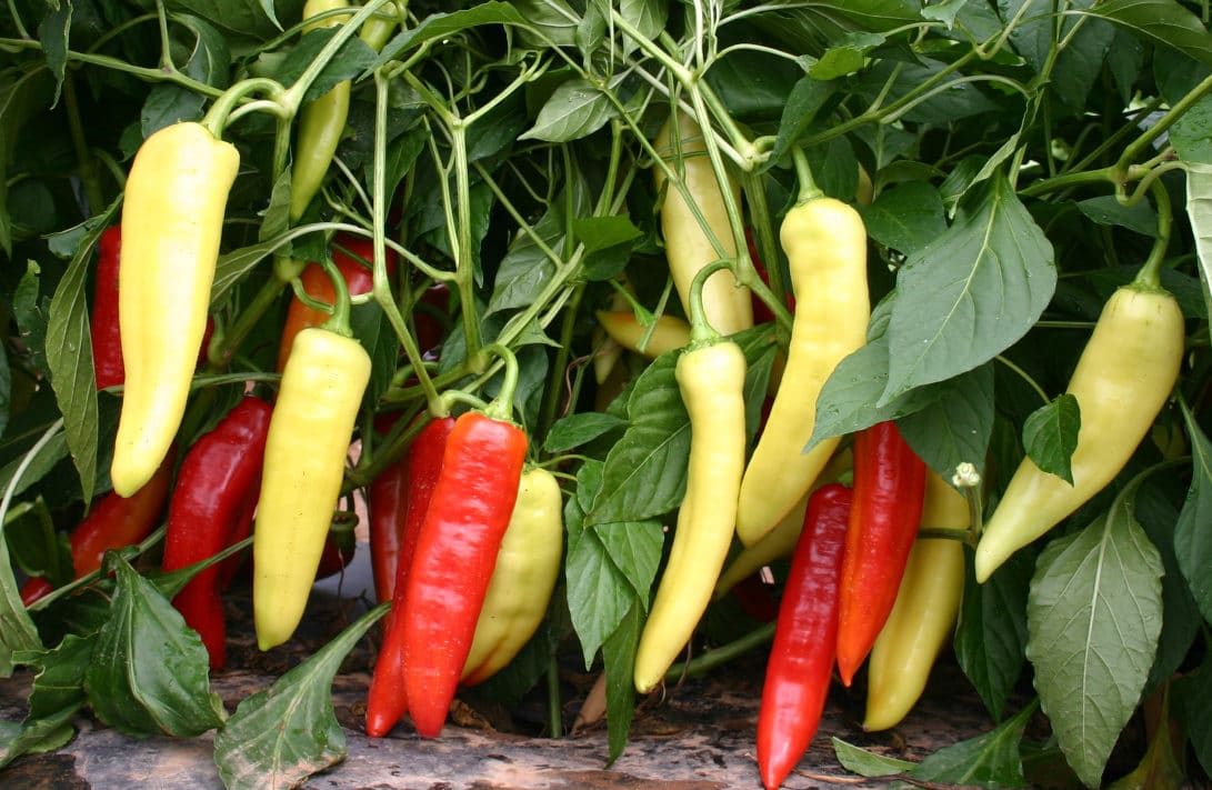Sopron Sweet Pepper (Treated) - Image 2