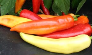 Sopron Sweet Pepper (Treated)