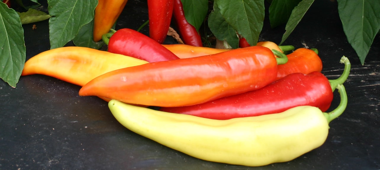 Sopron Sweet Pepper (Treated)