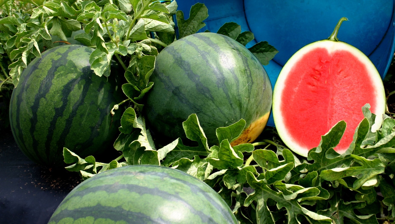 Sorbet Watermelon (Treated Seed)