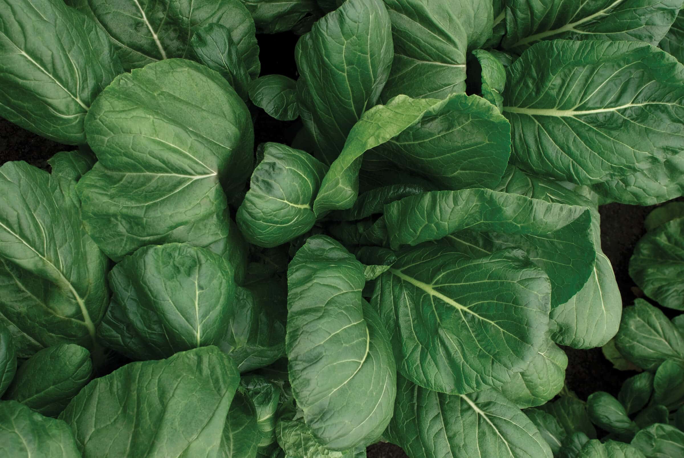 Southern Green Turnip (Not Treated)