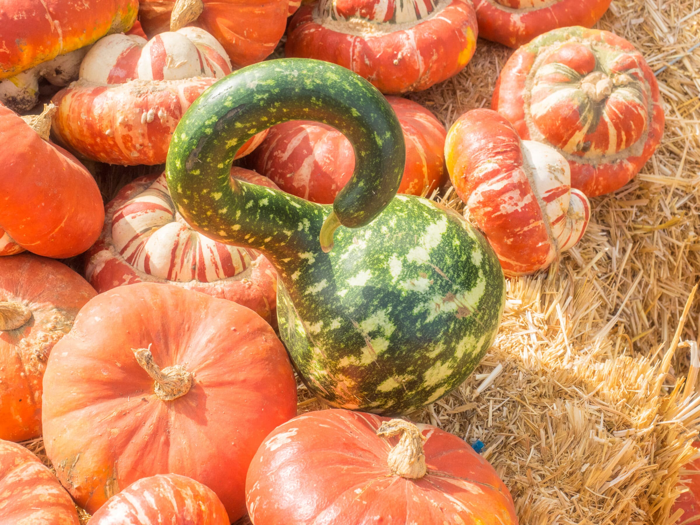Speckled Swan Gourd (Treated Seed)