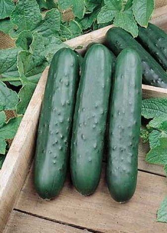 Speedway Cucumber (Not treated)