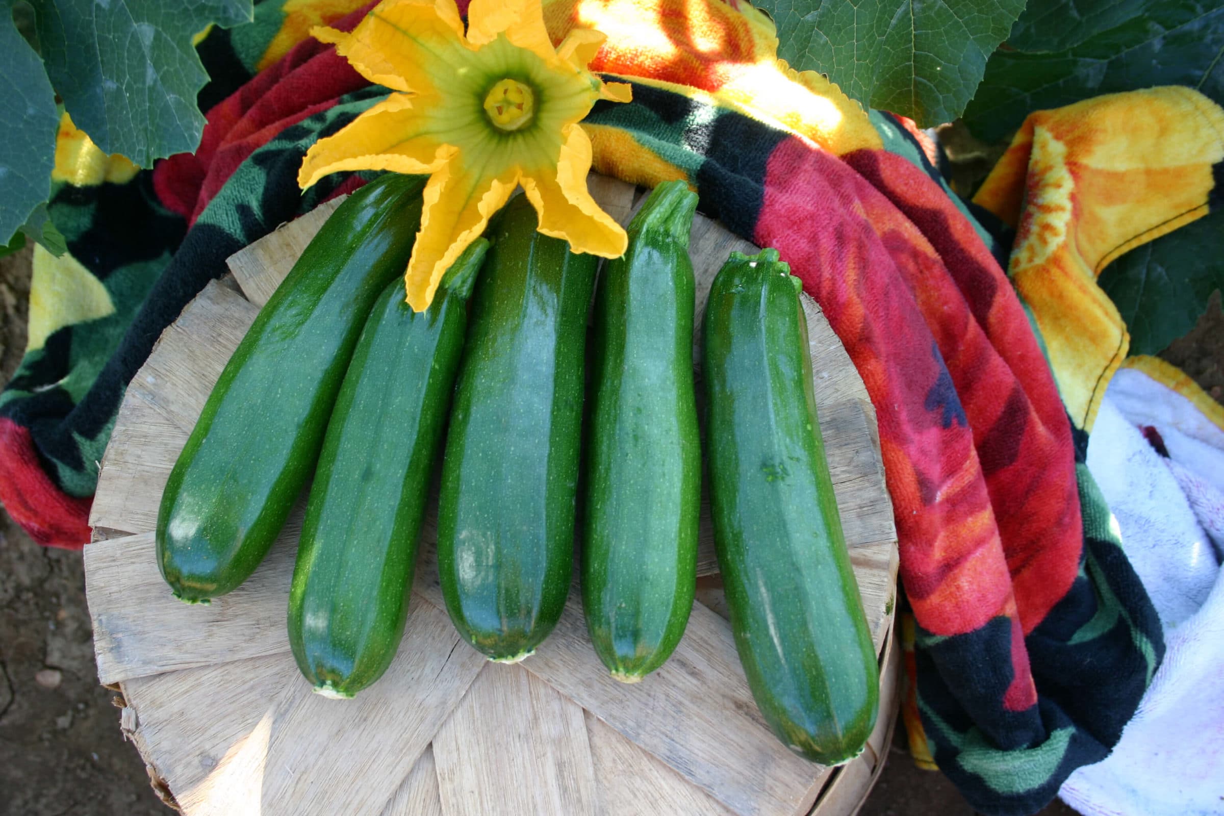 Spineless Perfection Zucchini (Not Treated)