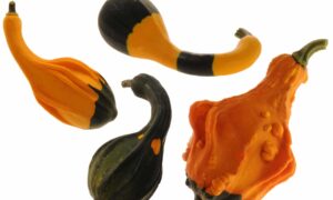 Spoon Platoon Gourd (Treated Seed)
