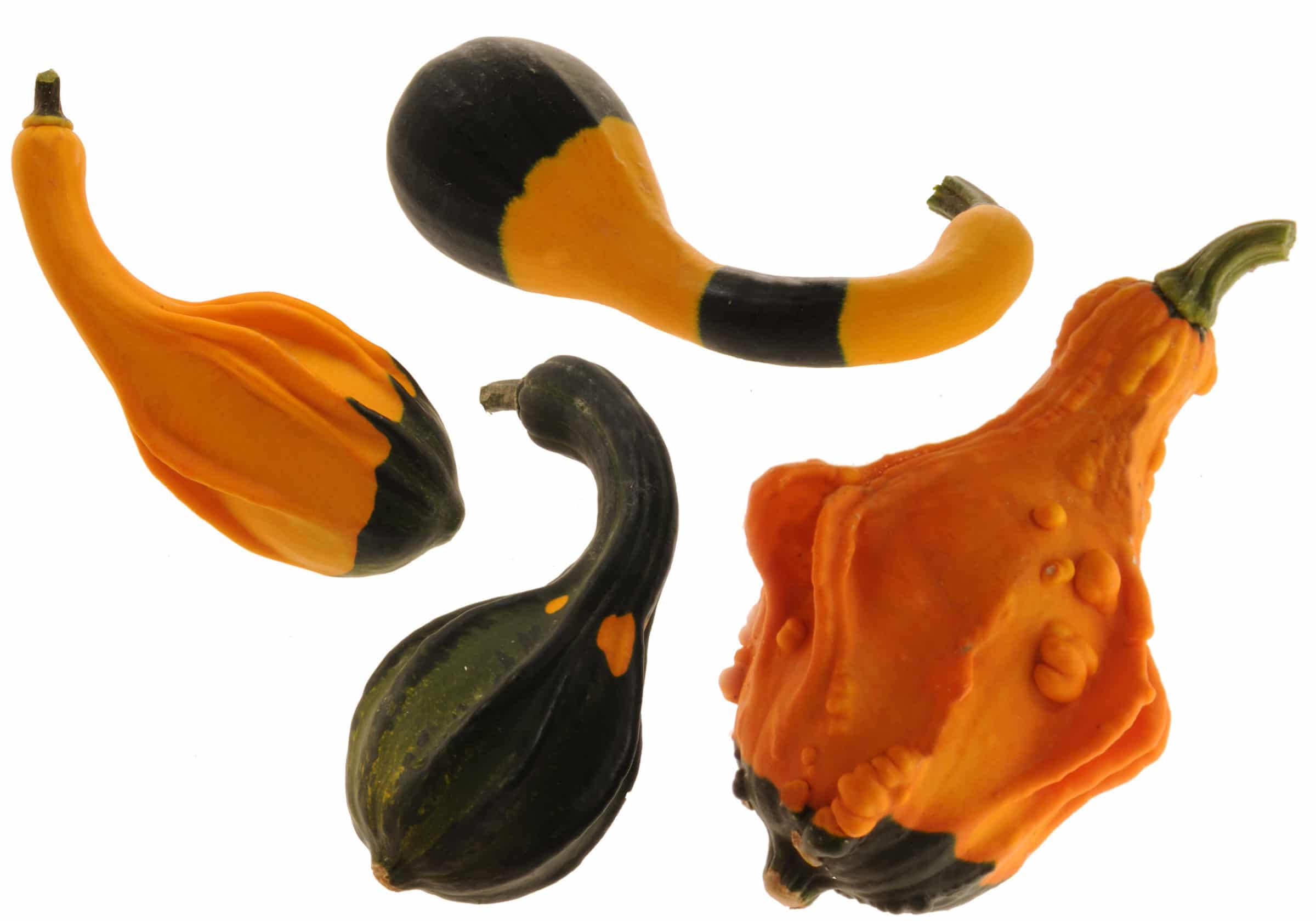 Spoon Platoon Gourd (Treated Seed)