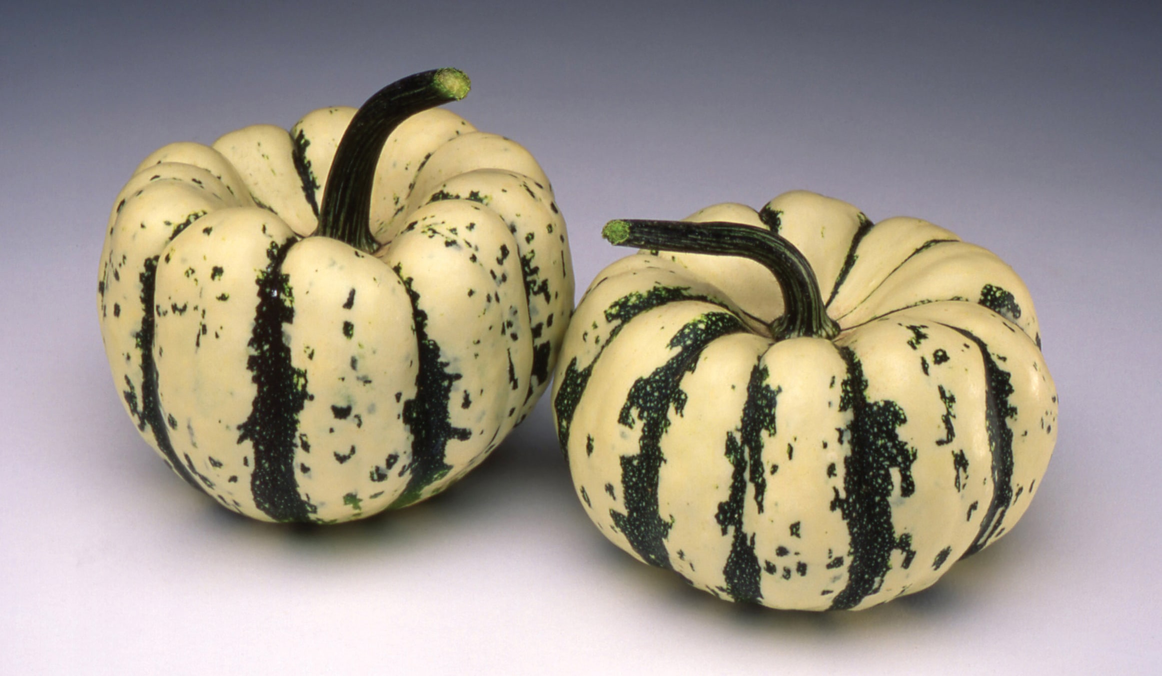 Sweet Dumpling Squash (Farmore)