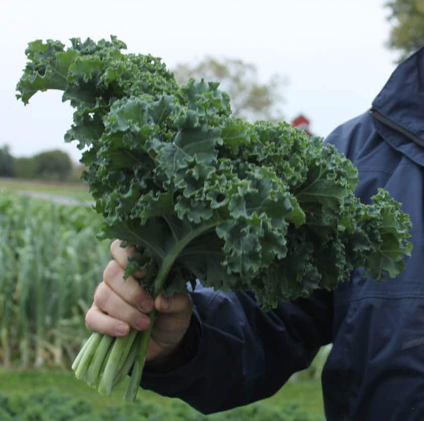 Starbor Kale (Not Treated)