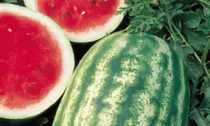 Starbrite Watermelon (Farmore)