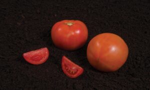 Summerpick Tomato (Pelleted)