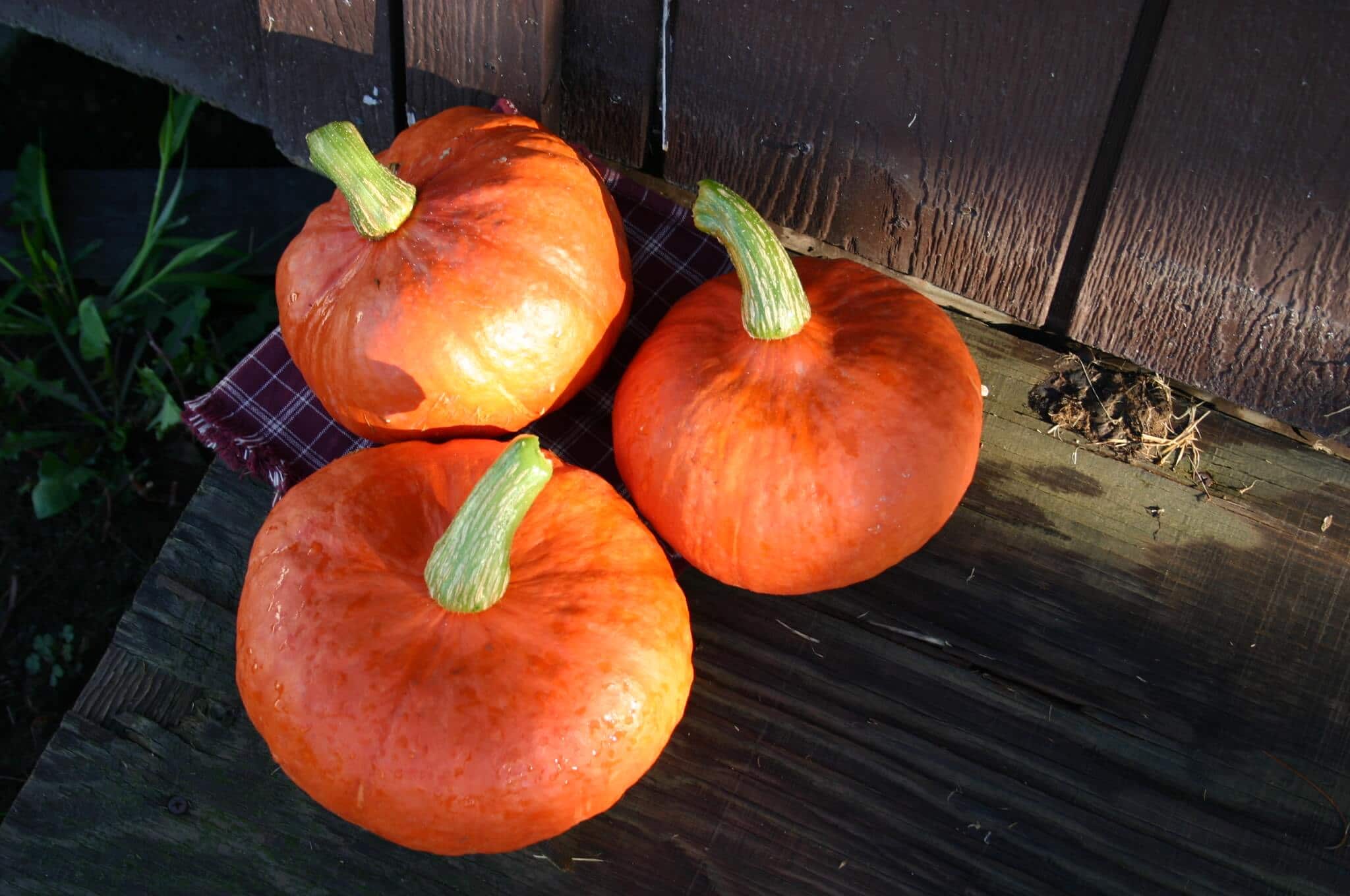 Sunshine Squash (Treated Seed)