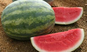 Super Crisp Watermelon (Treated Seed)
