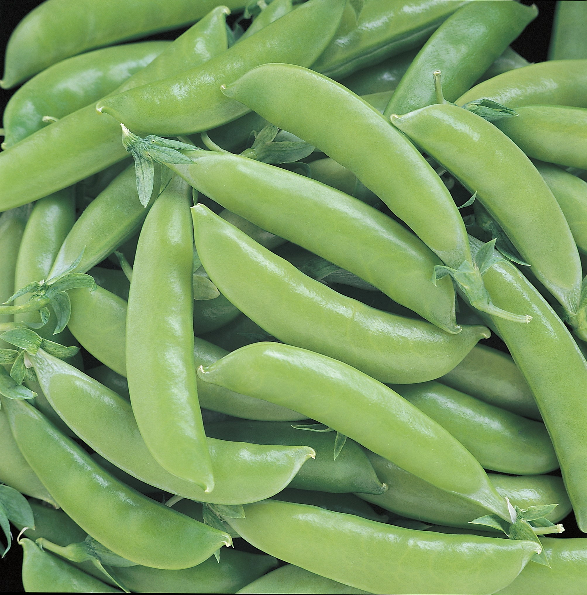 Super Sugar Snap Peas (Not Treated)