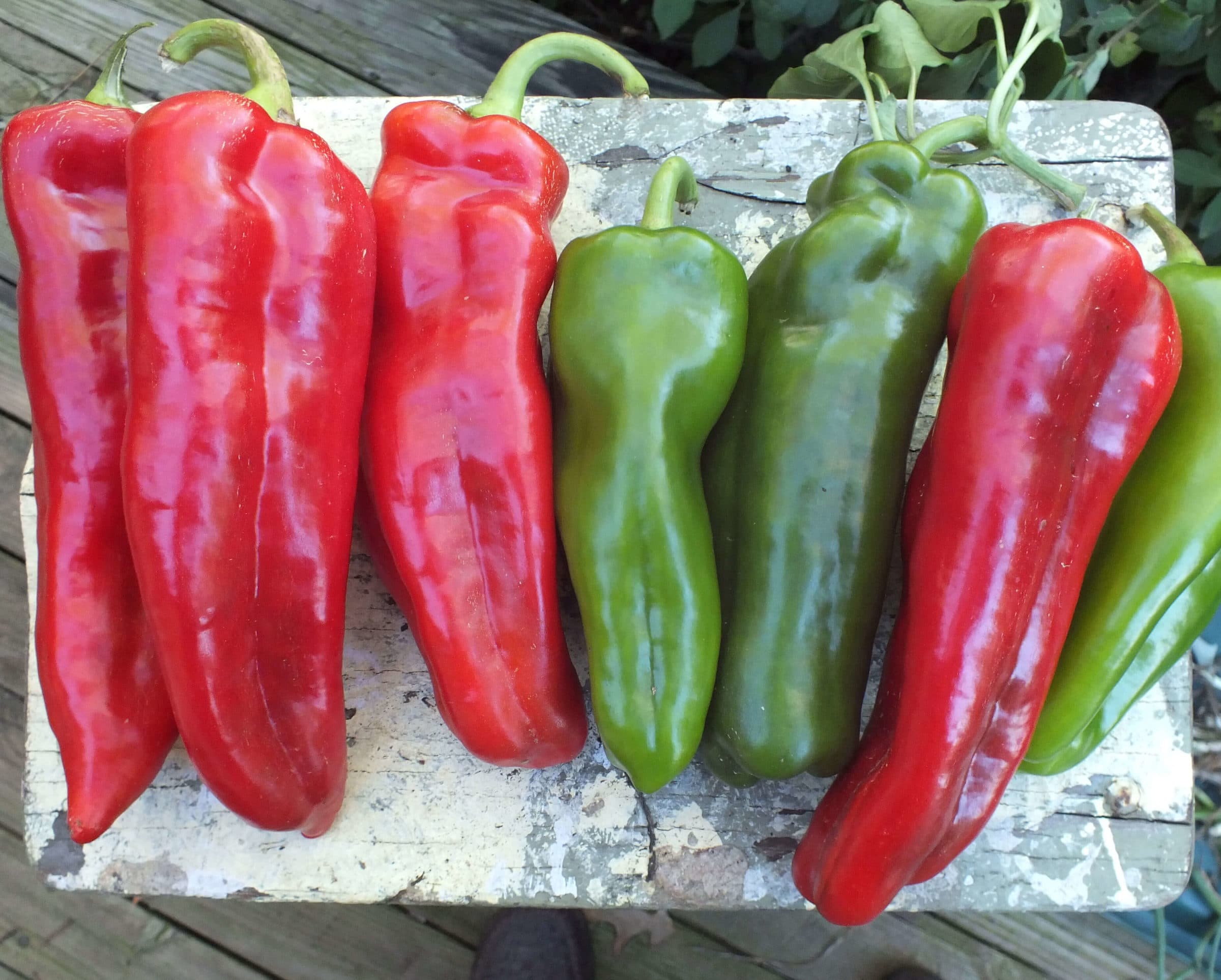 Sweet Delilah Sweet Pepper (Not Treated)