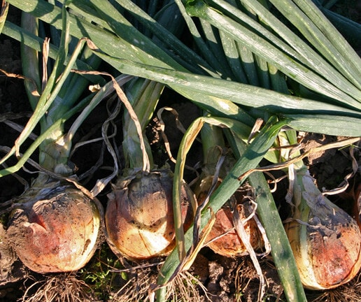 Sweet Spanish Utah Onion (Treated Seed)