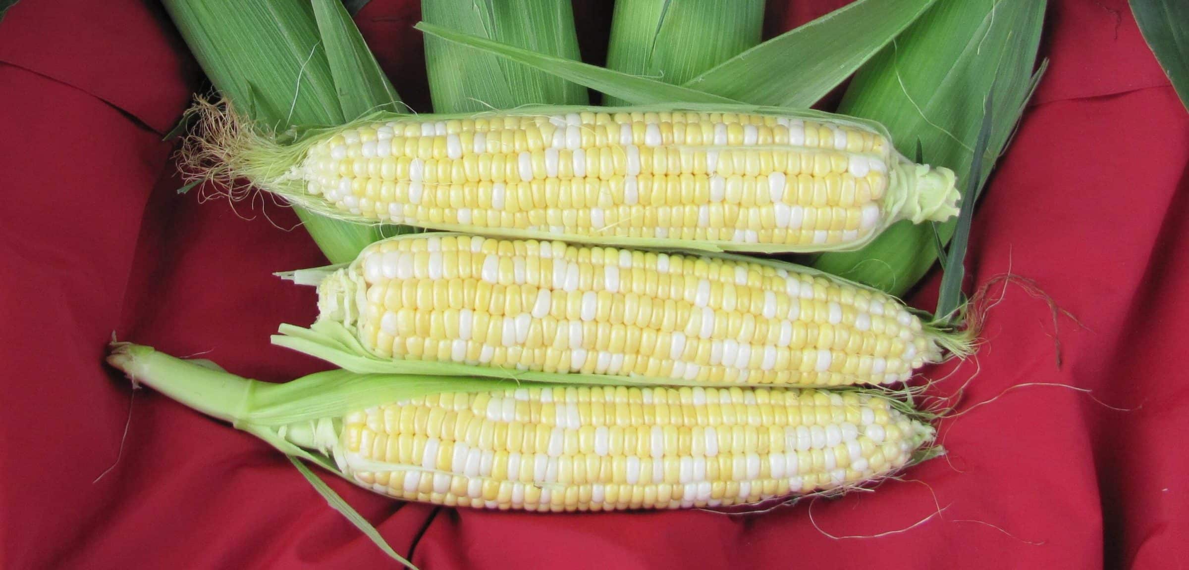 Sweetness Sweet Corn (Not Treated)