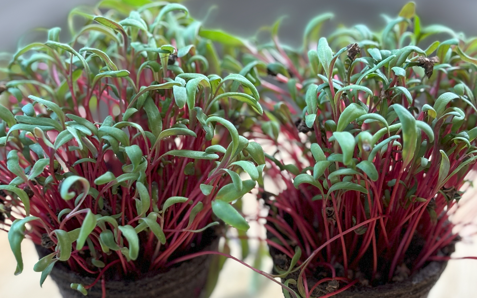 Chard Ruby Red/Rhubarb (Not Treated) - Image 4