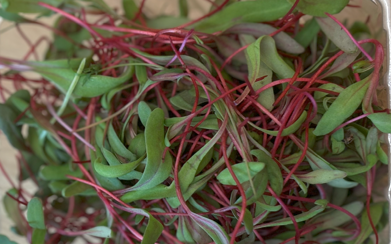 Chard Ruby Red/Rhubarb (Not Treated) - Image 5