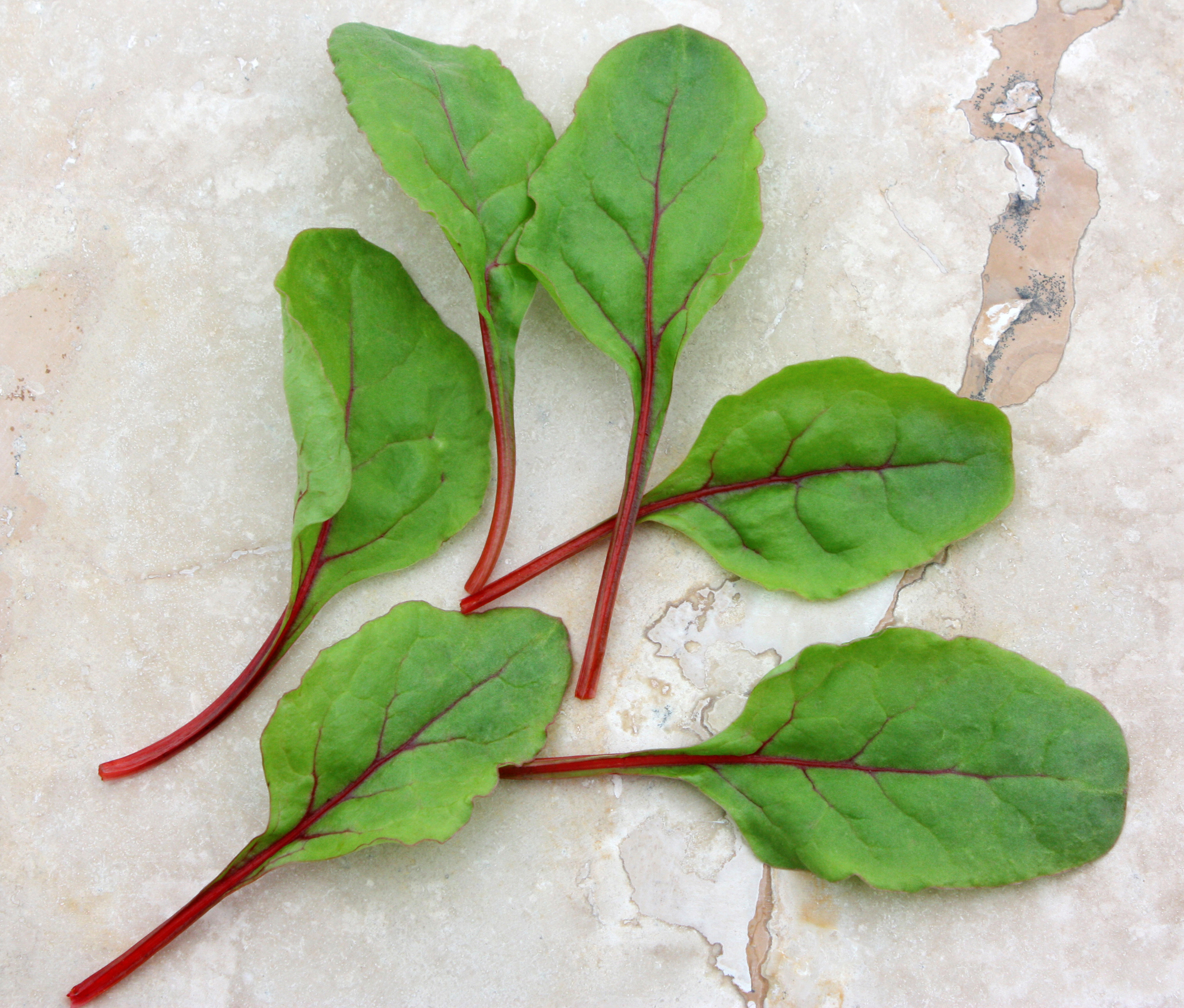 Chard Ruby Red/Rhubarb (Not Treated) - Image 2