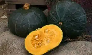 Hokkori T-133 Kabocha Squash (Farmore)
