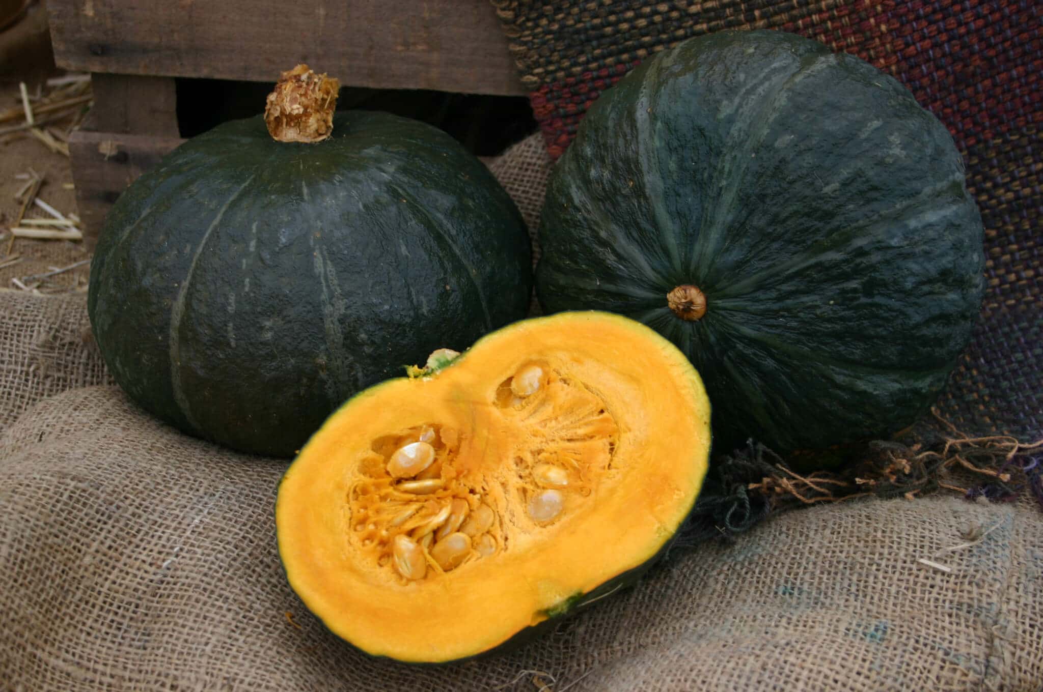 Hokkori T-133 Squash (Treated Seed)