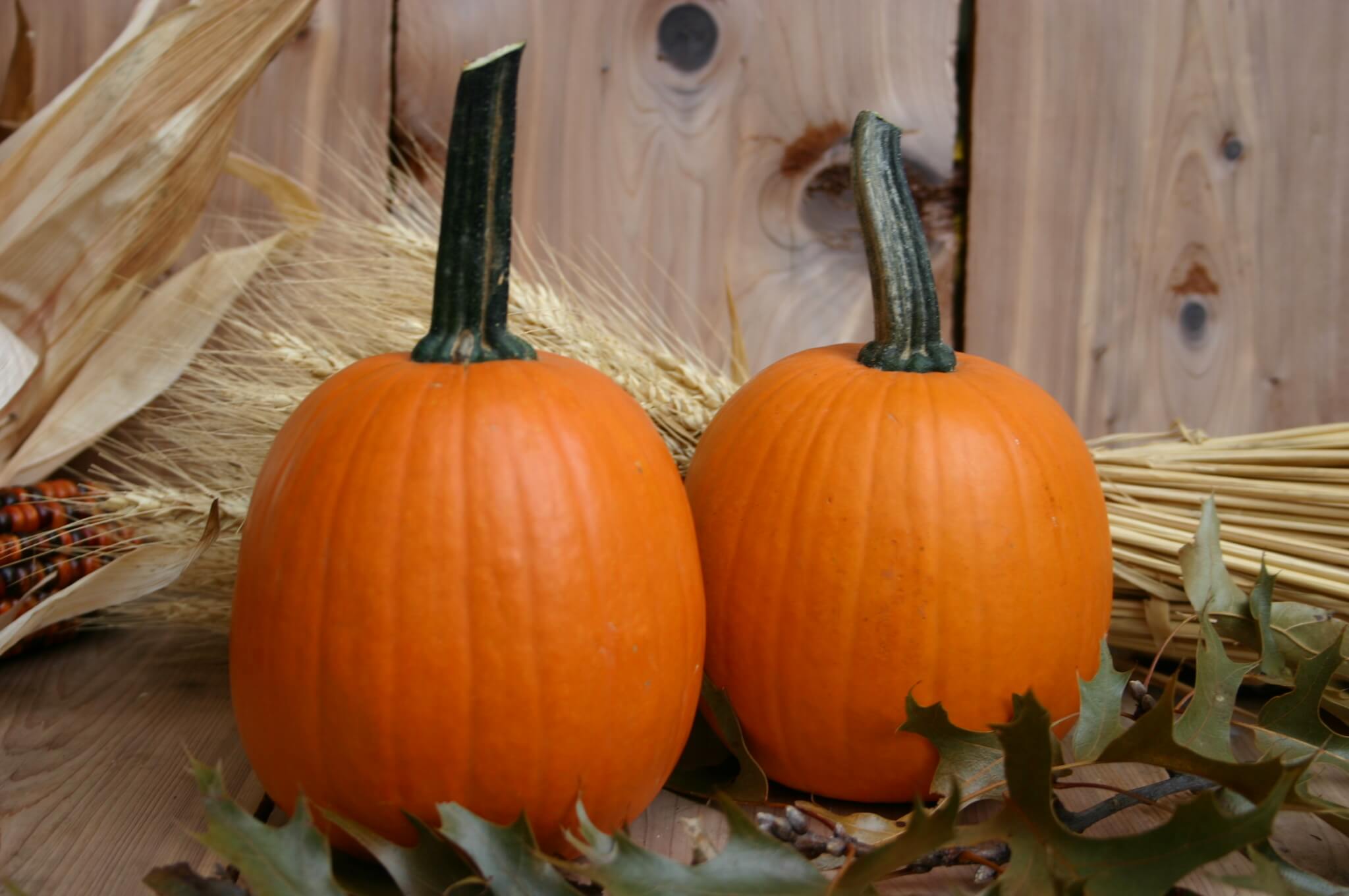 Touch Of Autumn Pumpkin (Farmore)