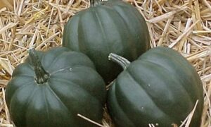 Table Queen Squash (Treated Seed)