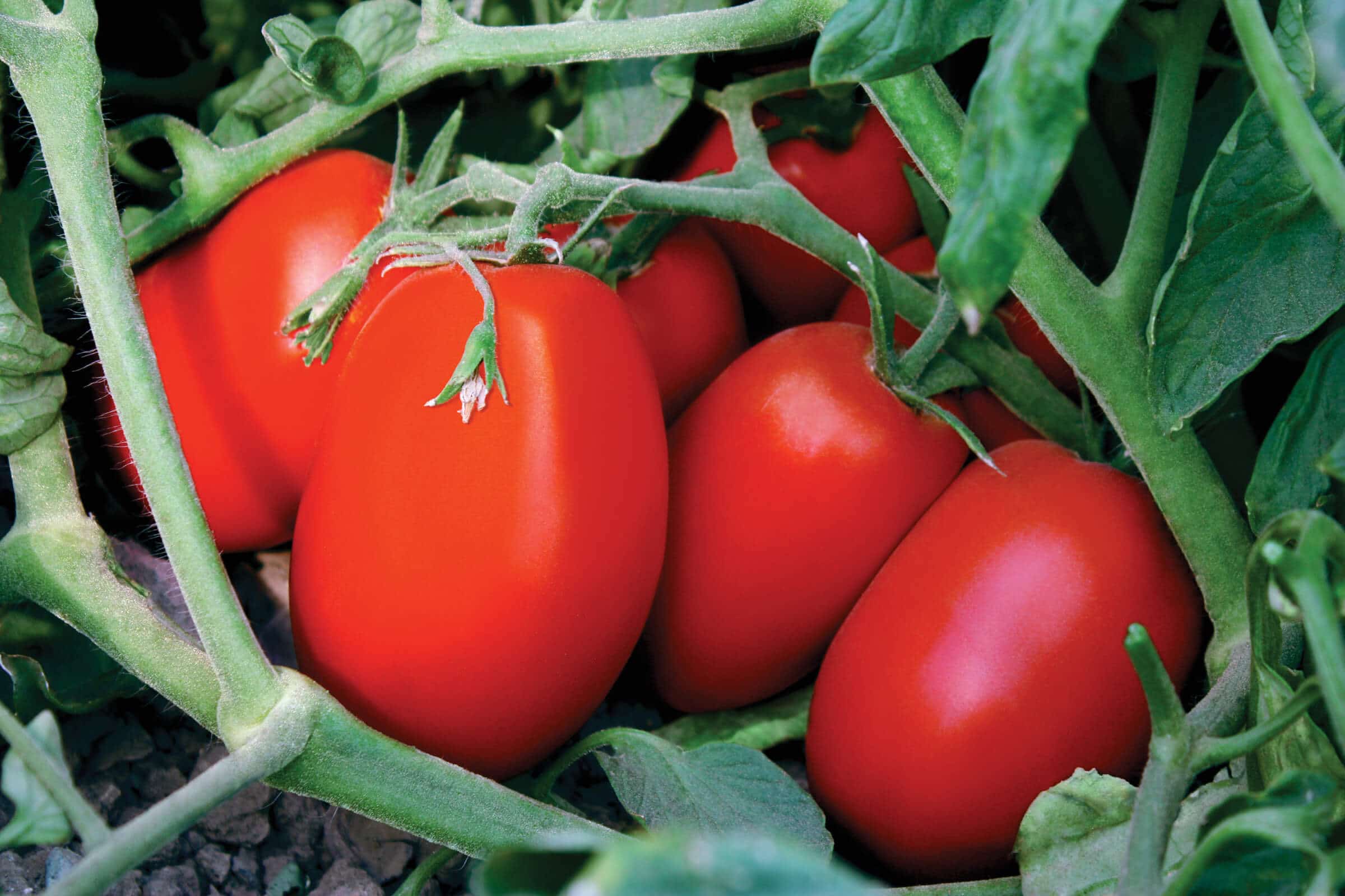 Tachi Tomato (Pelleted)