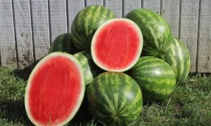 Tailgate Watermelon (Treated Seed)