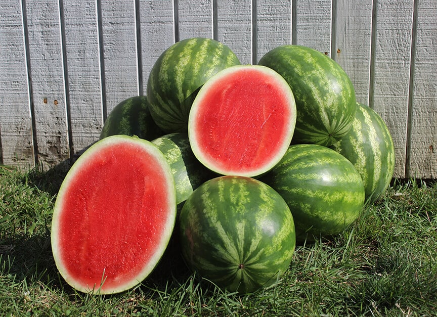 Tailgate Watermelon (Treated Seed)