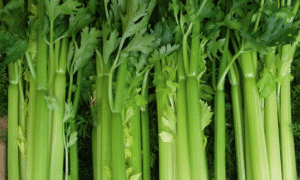 Tall Utah Celery (Treated Seed)