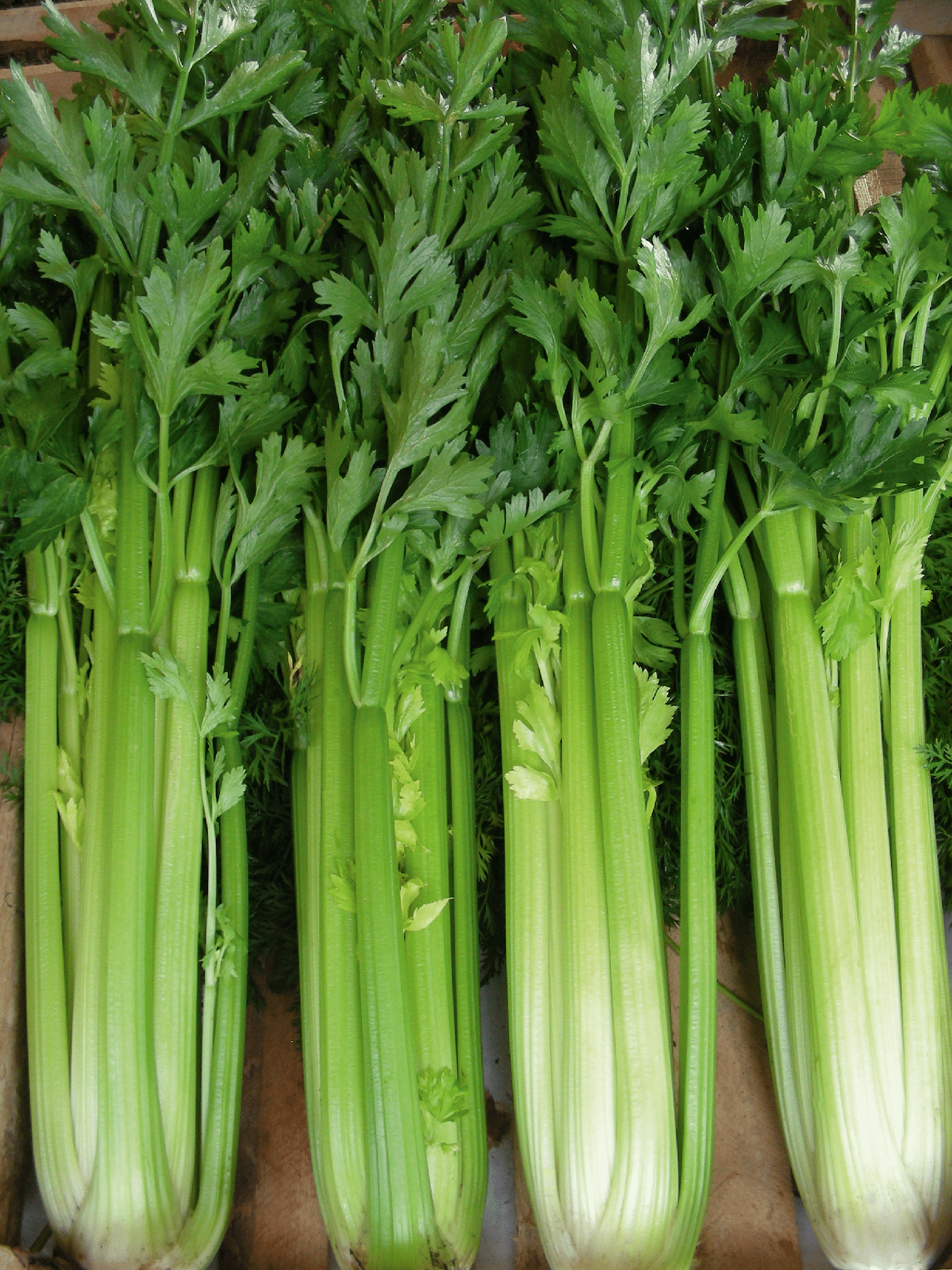 Tall Utah Celery (Treated Seed)