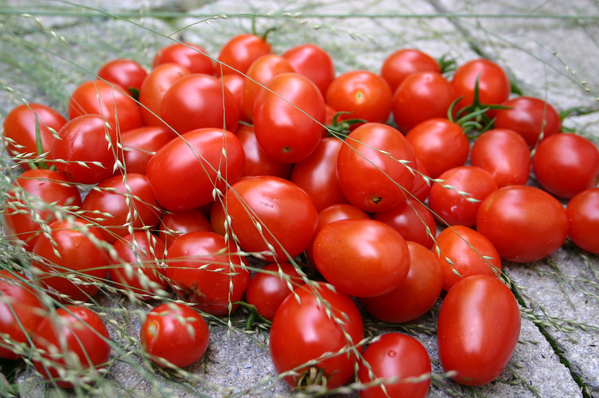 Tami G Tomato (Not Treated)