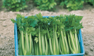 Tango Celery (Not Treated)