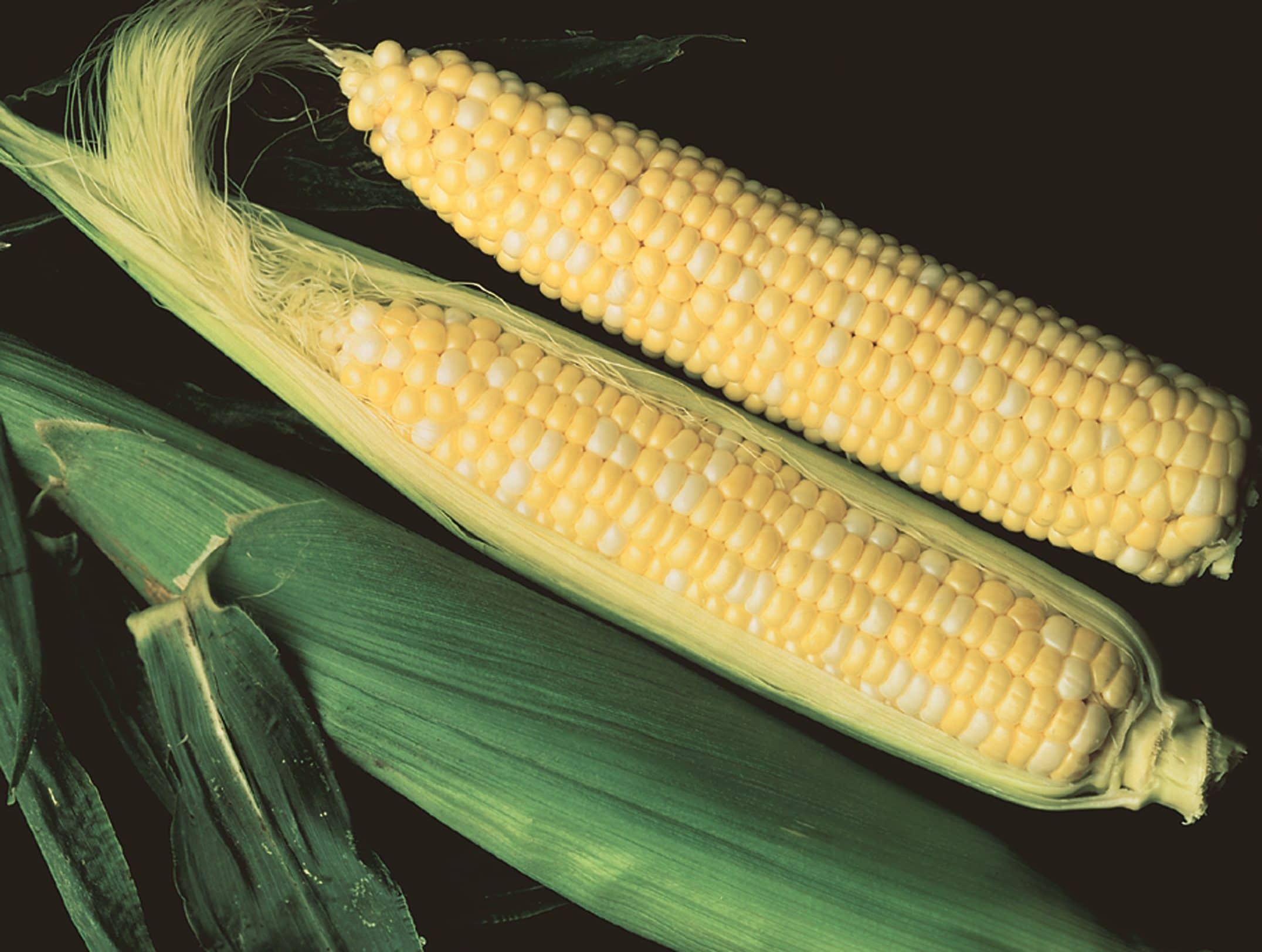 Temptation Sweet Corn (Not Treated)
