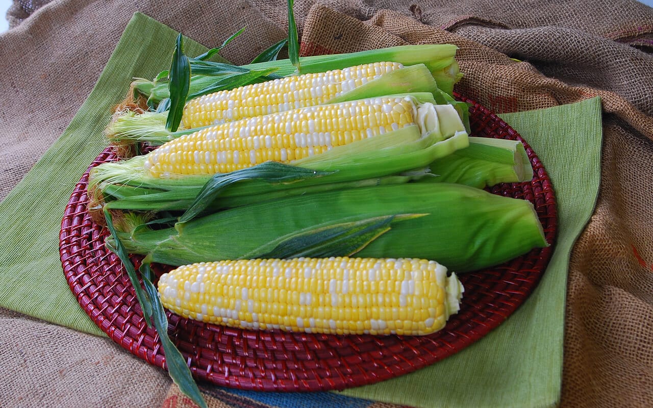 Temptress Sweet Corn (Cruiser Treated)