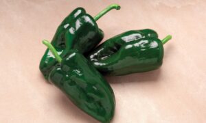 Tiburon Poblano Pepper (Treated Seed)