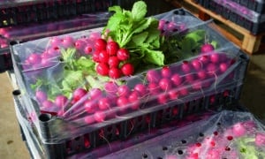 Tinto Radish (Treated Seed)