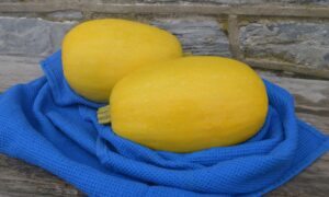 Tivoli Squash (Farmore)