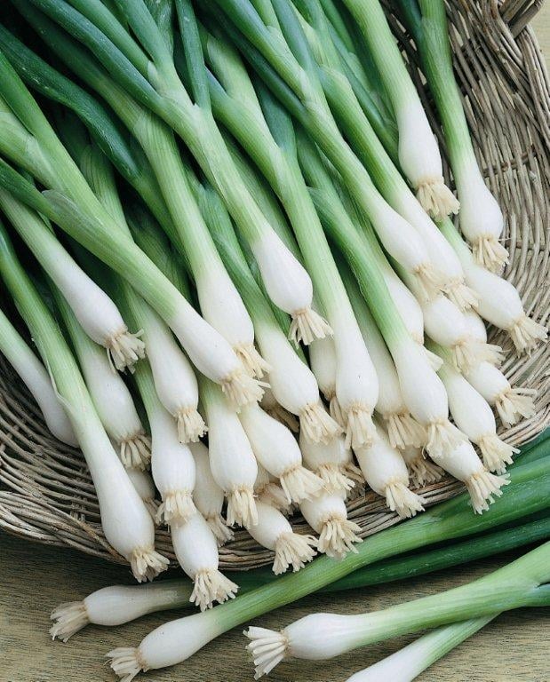 Long White Bunching (Treated Seed)