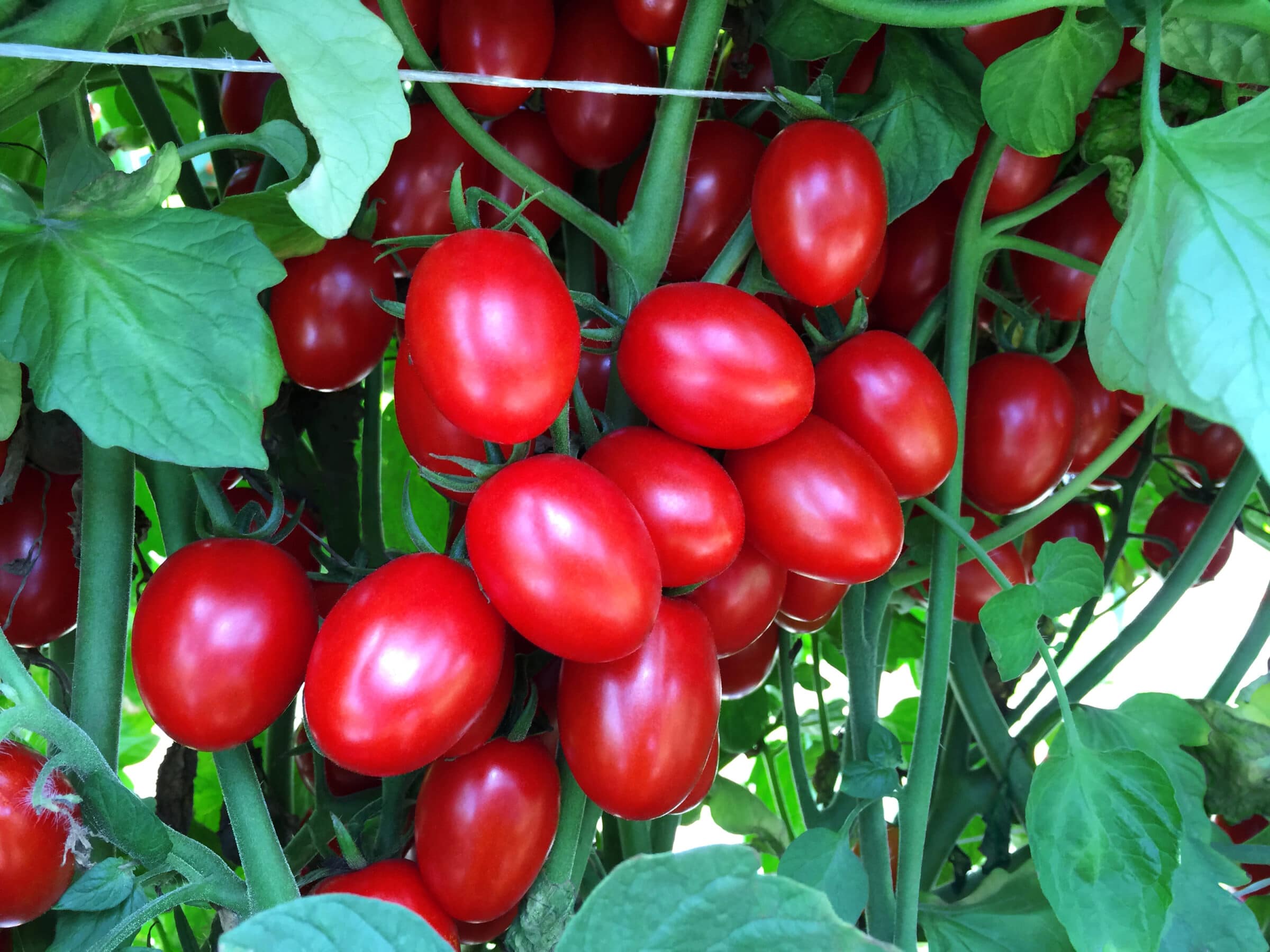 Ruby Crush Tomato (Pelleted)