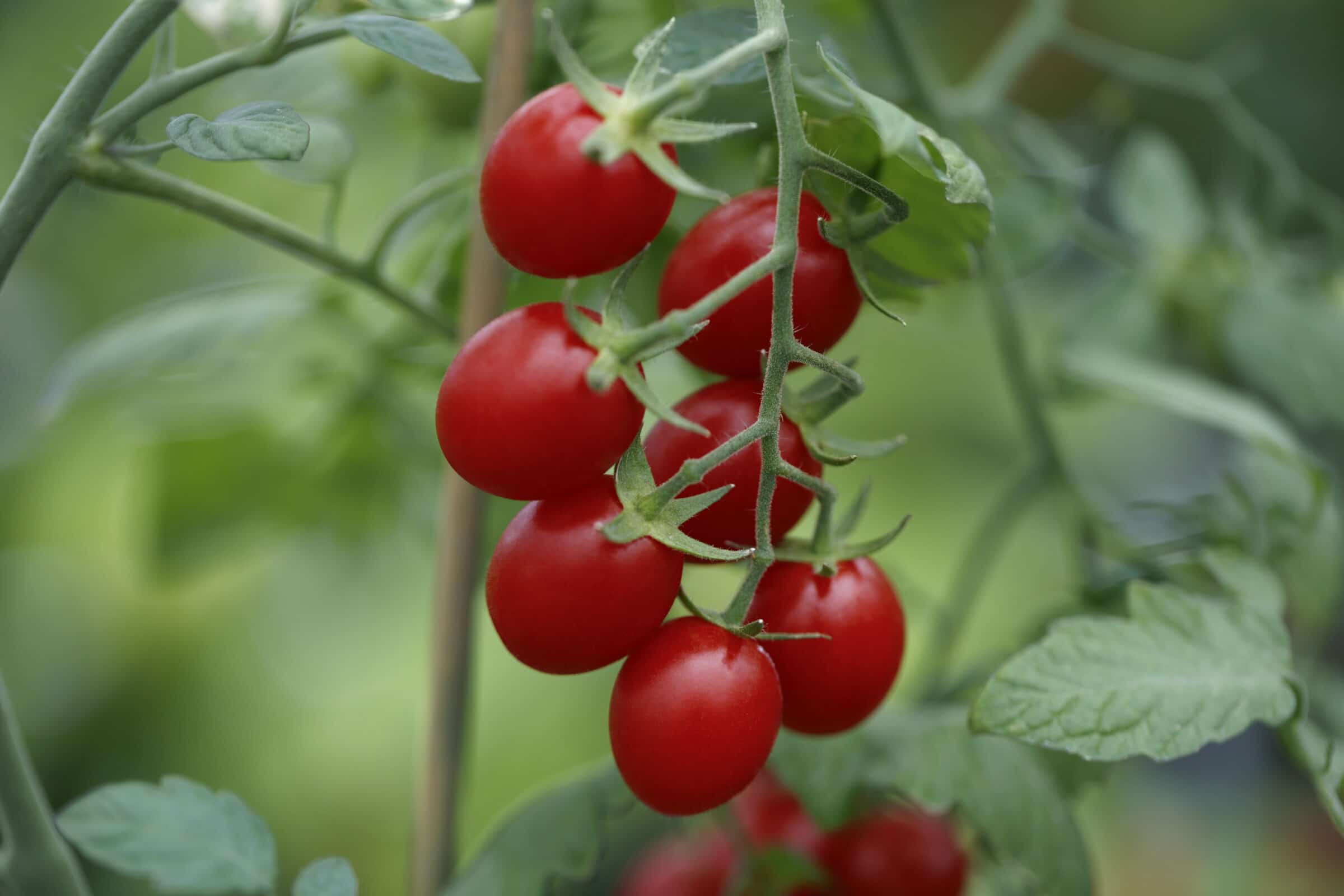 Ruby Crush Tomato (Pelleted) - Image 2