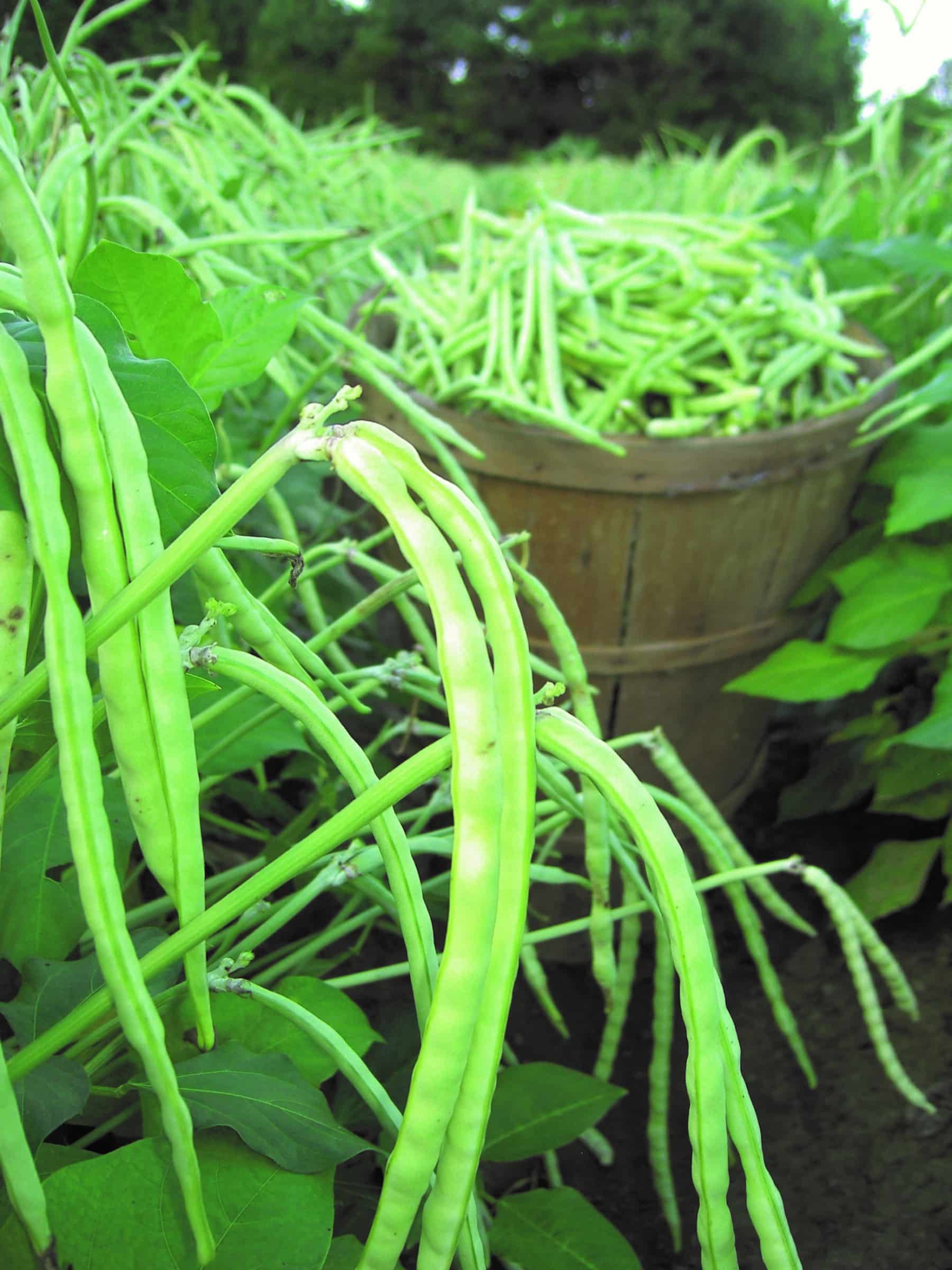 Top Pick Cream Cowpea (Not Treated)