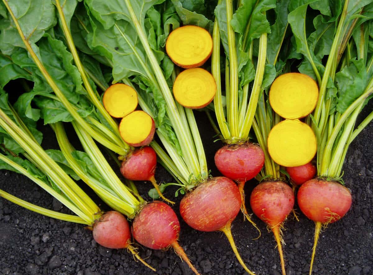 Touchstone Gold Beet (Treated Seed)
